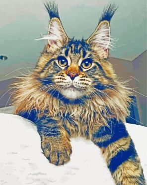 Mainecoon Cat paint by numbers