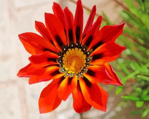 Orange Gazania Flower paint by numbers