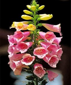 Pink Foxglove Flower paint by numbers