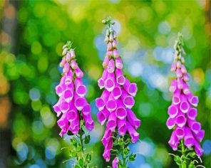 Purple Foxglove paint by numbers