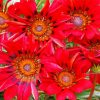 Red Gazanias Flowers paint by numbers
