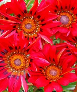 Red Gazanias Flowers paint by numbers
