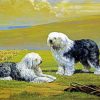 Cute Sheepdogs Animal paint by numbers