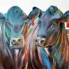 Aberdeeen Black Angus Cows paint by numbers