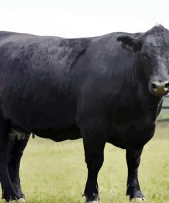 Aberdeeen Angus Cow paint by numbers