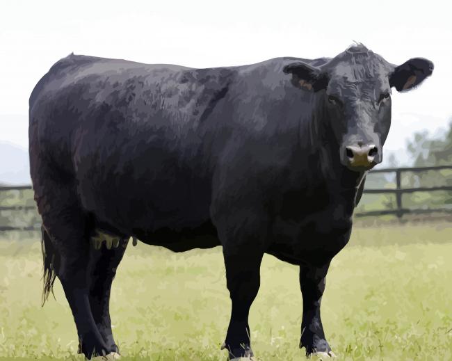 Aberdeeen Angus Cow paint by numbers