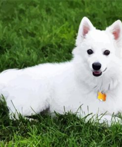 American Eskimo Dog paint by numbers