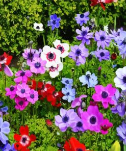 Colorful Anemones Flowers paint by numbers