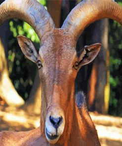 Anoudad Head Barbary Sheep paint by numbers