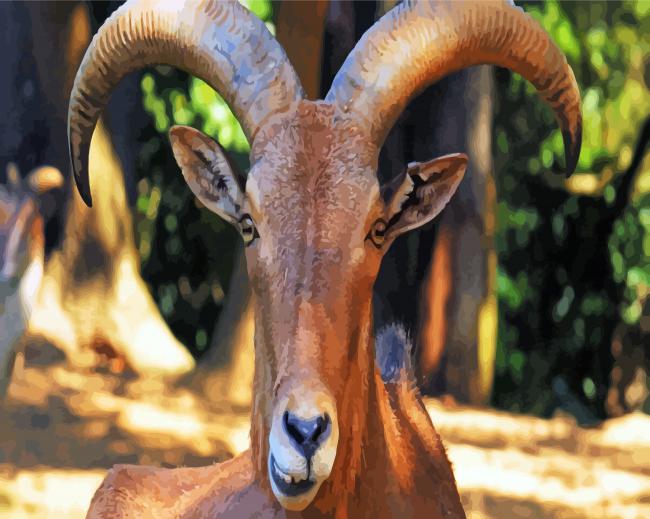 Anoudad Head Barbary Sheep paint by numbers