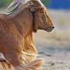 Anoudad Sheep Animal paint by numbers