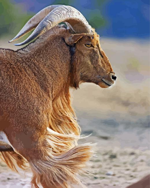 Anoudad Sheep Animal paint by numbers