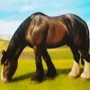 Black And White Shire Horse Animal paint by numbers