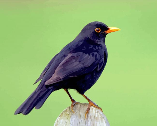Blackbird Animal paint by number