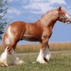 Adorable Golden Shire Horse paint by numbers