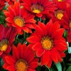 Blooming Red Gazania Flowers paint by numbers