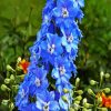 Blue Larkspur Flowers paint by numbers