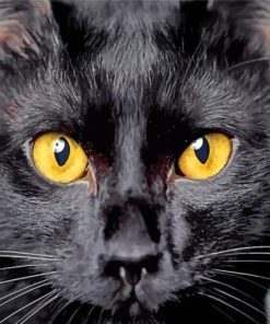 Bombay Cat Face paint by numbers