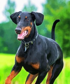 Breed Doberman paint by numbers