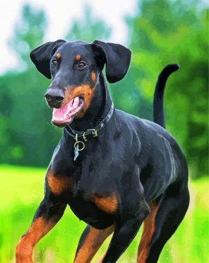 Breed Doberman paint by numbers
