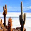 Cactus Plants In Bolivia paint by numbers