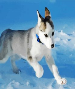 Canadian Eskimo Dog paint by numbers