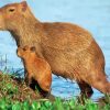 Capybara Rodent Animal paint by numbers