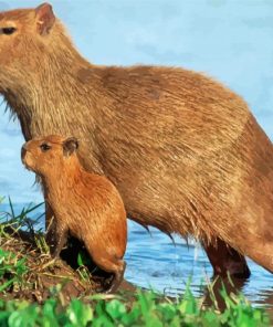Capybara Rodent Animal paint by numbers