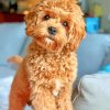 Golden Cavapoo Puppy paint by numbers
