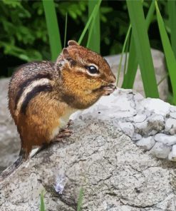 Cute Chipmunk Animal paint by number