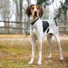 Coonhound Dog paint by numbers
