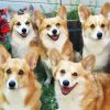 Corgis Animals paint by numbers