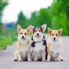 Cute Corgis Animals paint by numbers