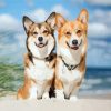 Two Cute Corgis Puppies Animals paint by numbers