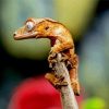 Crested Gecko paint by numbers
