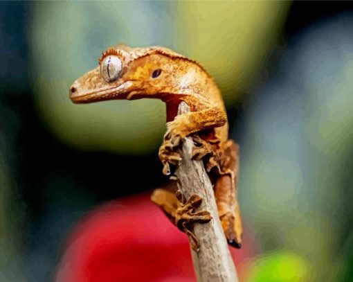 Crested Gecko paint by numbers
