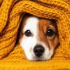 Cute Dog With Orange Blanket paint by numbers