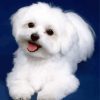 Cute White Bichon Puppy paint by numbers