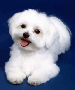 Cute White Bichon Puppy paint by numbers