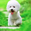 White Bichon Puppy Playing In Grass paint by numbers