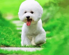 White Bichon Puppy Playing In Grass paint by numbers