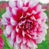 Dahlia Flower paint by number