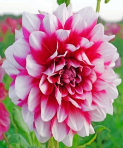 Dahlia Flower paint by number