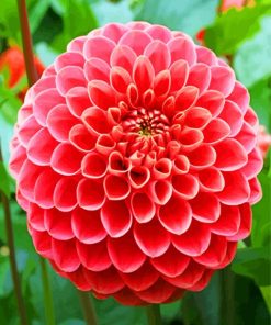 Beautiful Dahlia Flower paint by number