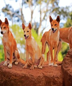 Dingos Animal paint by number