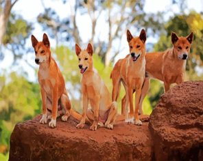 Dingos Animal paint by number