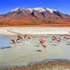 Flamingos Birds Bolivia paint by numbers