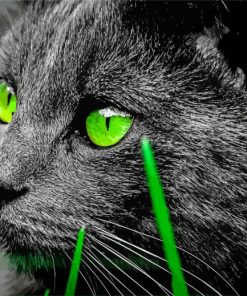 Green Eyed Bombay Cat paint by numbers