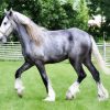 Beautiful Grey Shire Horse Animal paint by numbers