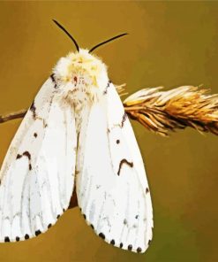Gypsy Moth But Terfly paint by numbers